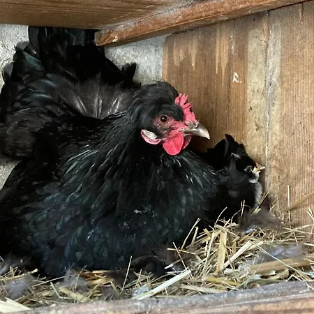 Chaumiere Chateau De La Bouchatte בית נופש Chazemais