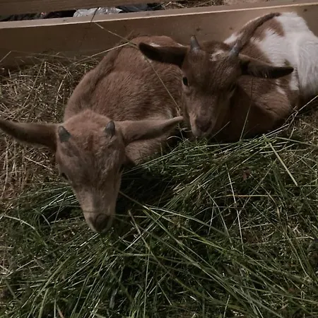 Chaumiere Chateau De La Bouchatte