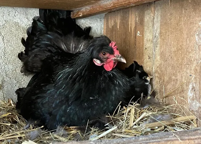 Chaumiere Chateau De La Bouchatte Сasa de vacaciones Chazemais