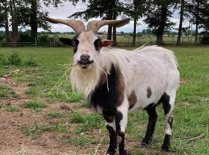Chaumiere Chateau De La Bouchatte * Chazemais